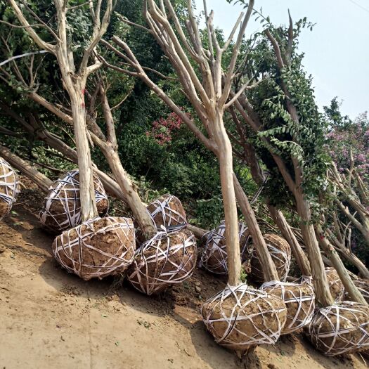 沭阳县 老式紫薇
