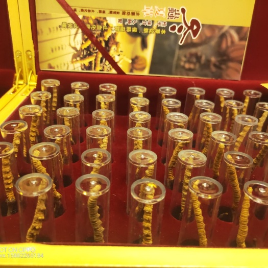 成都 冬虫夏草
