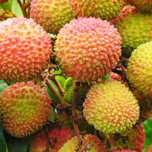 灵山县妃子笑荔枝苗 妃子笑荔枝，早熟，高产，核小，汁多肉甜。