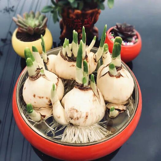 沭阳县 水仙花种球 水养办公室植物冬季盆栽大球水培花卉水仙不带盆