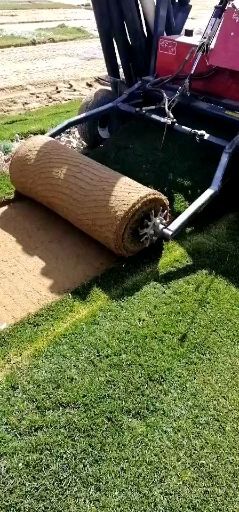 沭阳县 百慕大  马尼拉 四季青 早熟禾 剪股颖 草坪