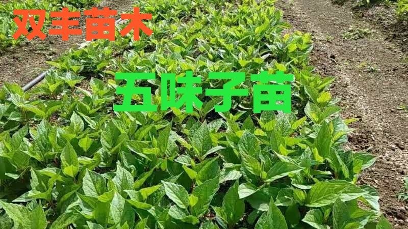 白山大量出售五味子苗