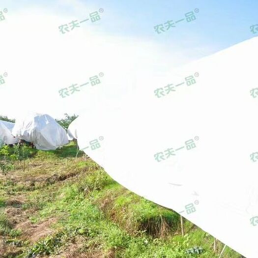 东莞市 农夫一品防寒布御寒，为您果子保驾护航