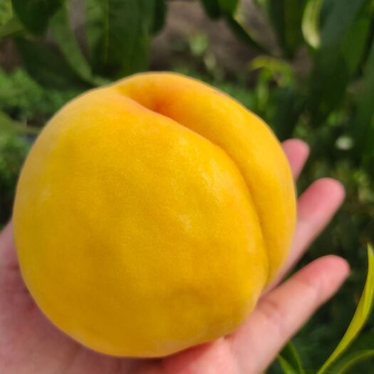 蒙阴县 山东沂蒙山蒙阴黄金蜜桃黄桃水蜜桃非锦绣黄桃