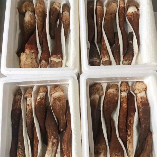 昆明 鸡枞菌