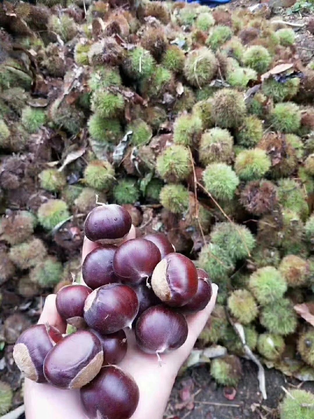 蒙山板栗  香甜粉糯板栗