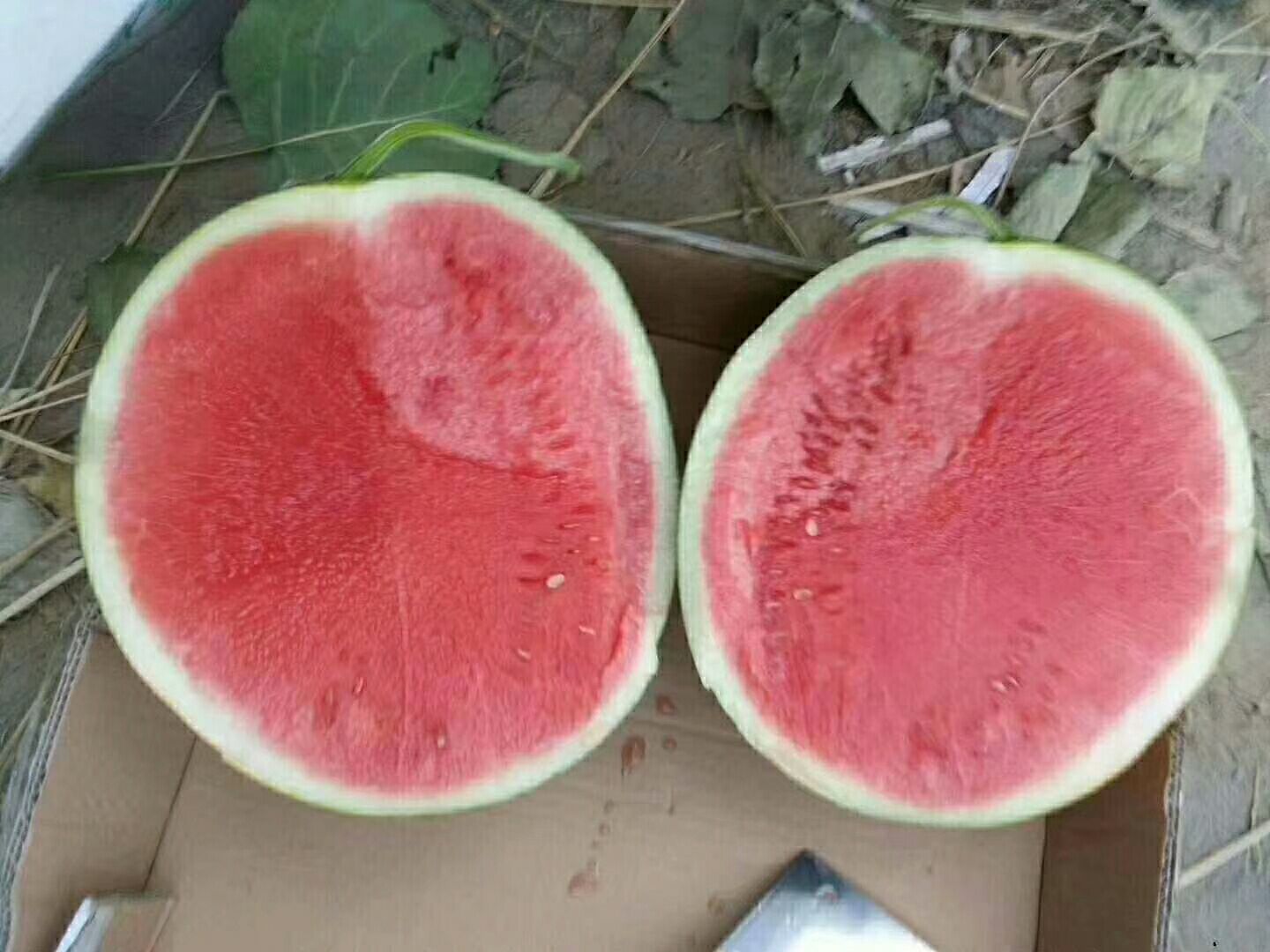 黑皮无籽西瓜沙地露天精品黑无籽