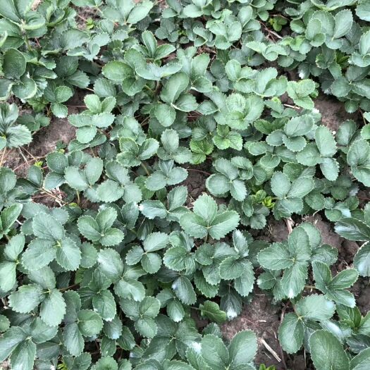  红颜丰香草莓苗