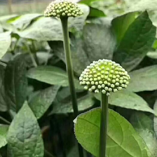 文山市三七花 三年新花大量上市，价格合理公道