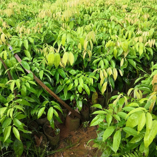 广州怀枝荔枝苗 供荔枝袋苗40一50Cm高