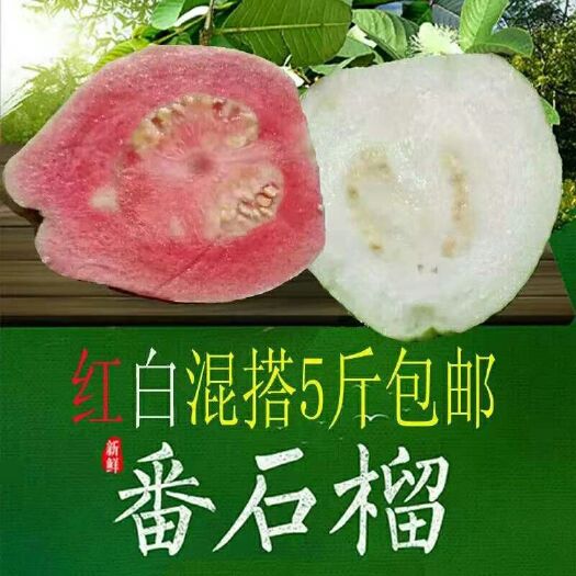 漳州 红白混搭芭乐番石榴