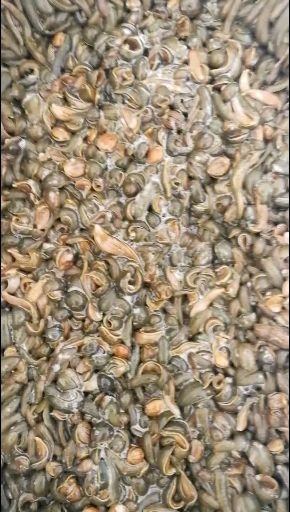 沭阳县 水蛭，大量出售宽体金线蛭满月苗青年苗