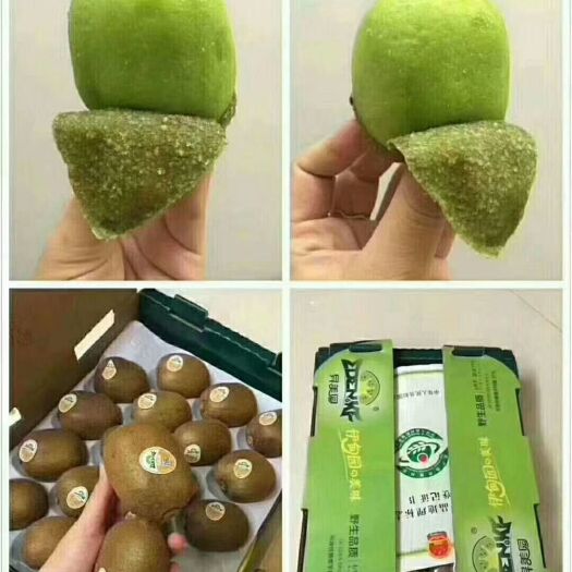 周至县周至猕猴桃苗 周至猕猴桃诚信基地