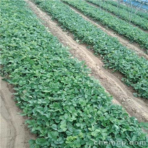 平度市章姬草莓苗 大型基地直供，价格合理，品质保证
