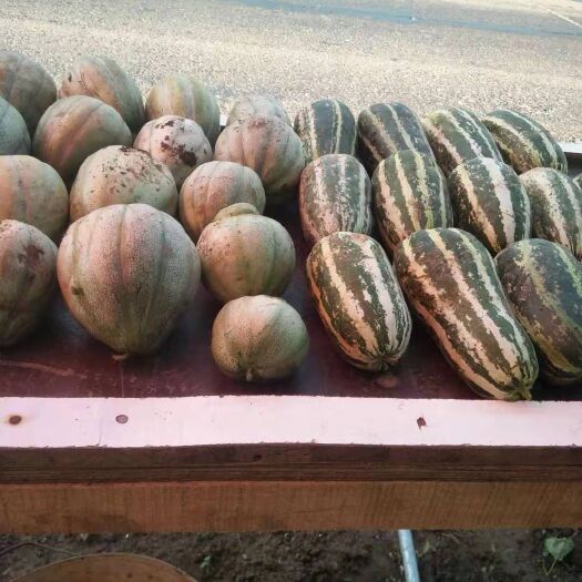 德惠市八里香甜瓜 旱地甜香瓜新开园不打任何甜蜜素，用黄豆配黑芝麻做肥料甘甜自然