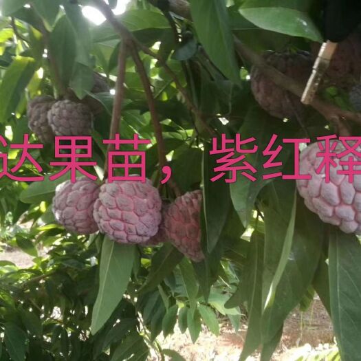 灵山县释迦果苗，紫红释迦果苗，管理轻松用肥少产量高，国外引进新品