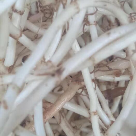 贞丰县 鱼腥草