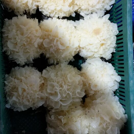 兰州 兰州直供鲜银耳