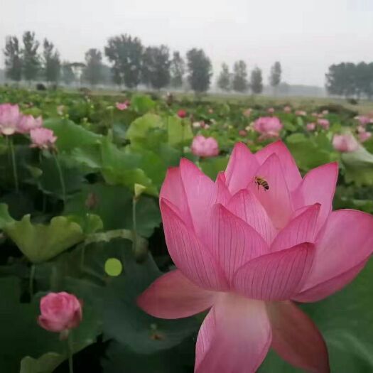 泗洪县 水培植物，迷你碗莲睡莲种子