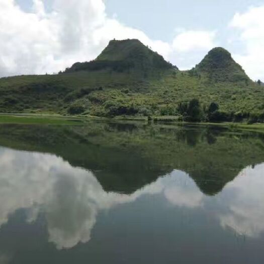 长顺县坑塘 两百多亩水面，寻求合作。