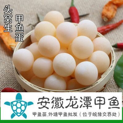 霍邱县 甲鱼蛋，甲鱼蛋批发，安徽甲鱼蛋