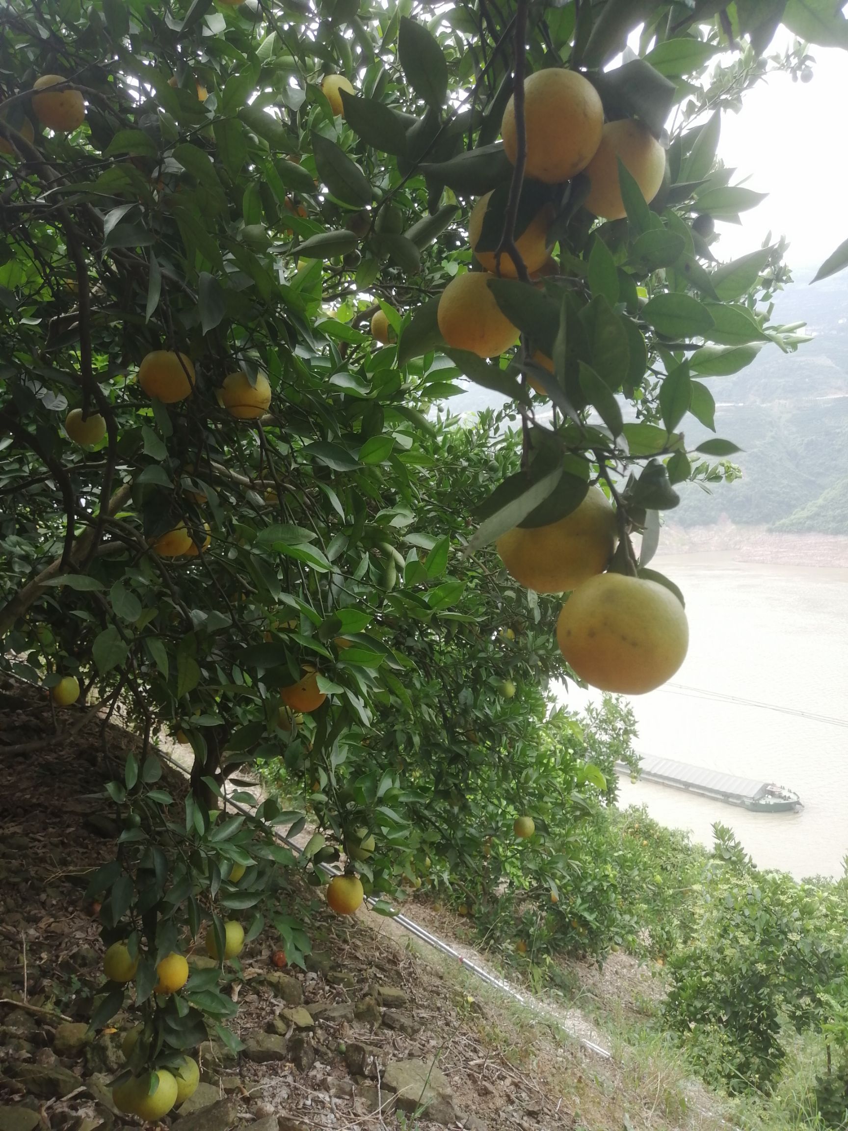  三峡秭归夏橙种植户直销