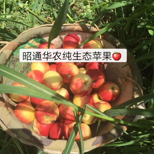 鲁甸县 昭通苹果纯生态