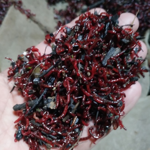 平舆县红虫 可长期供应