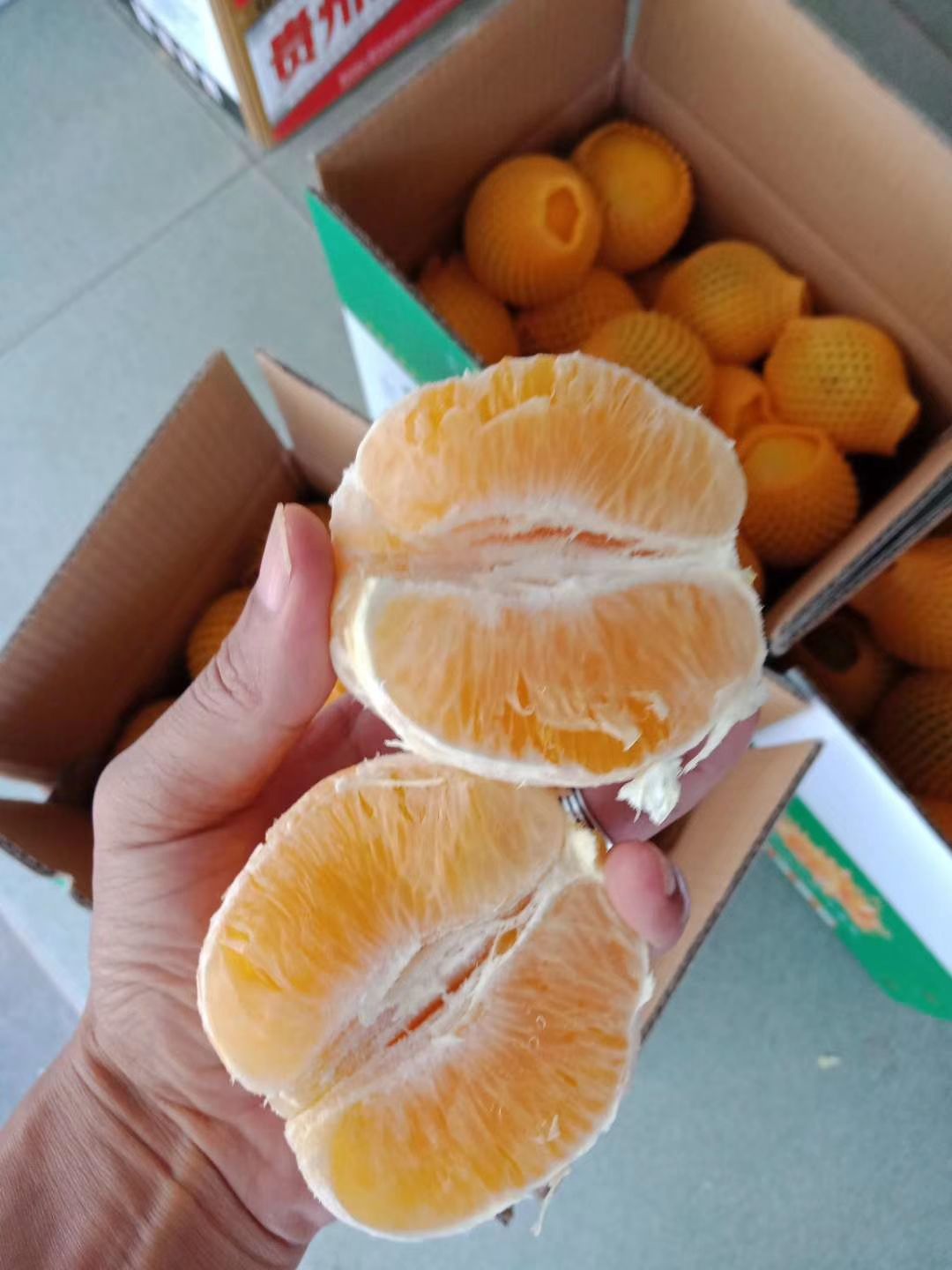  三峡秭归夏橙种植户直销