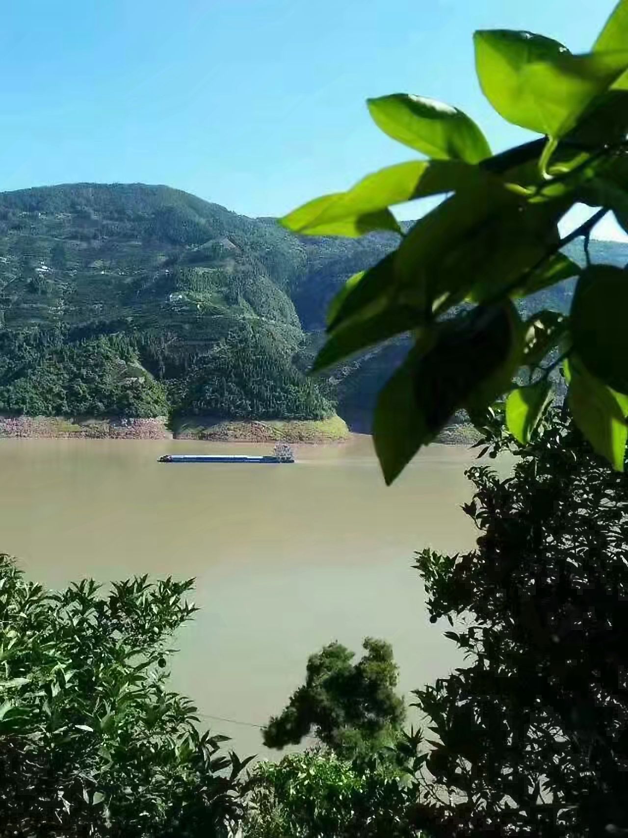  三峡秭归夏橙种植户直销