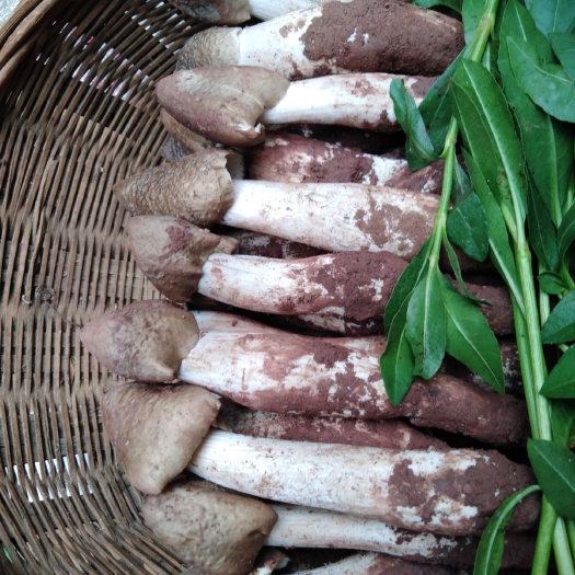 西昌市鸡枞菌 鲜鸡枞菌