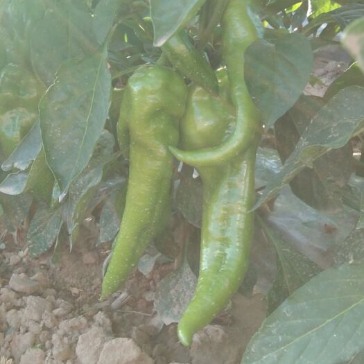 朔州牛角椒 牛羊椒上市了！本社现有大量牛羊尖椒出售，欢迎新老客户前来采购