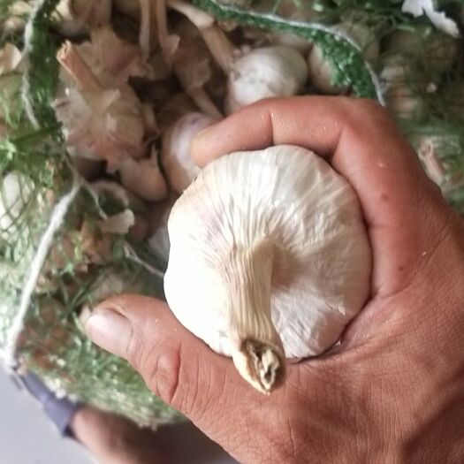 夏邑县蒜米 干蒜 干蒜