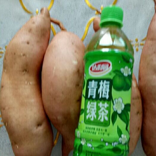广宗县龙薯九号 紫皮