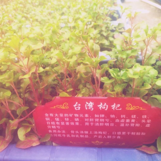 深圳 枸杞