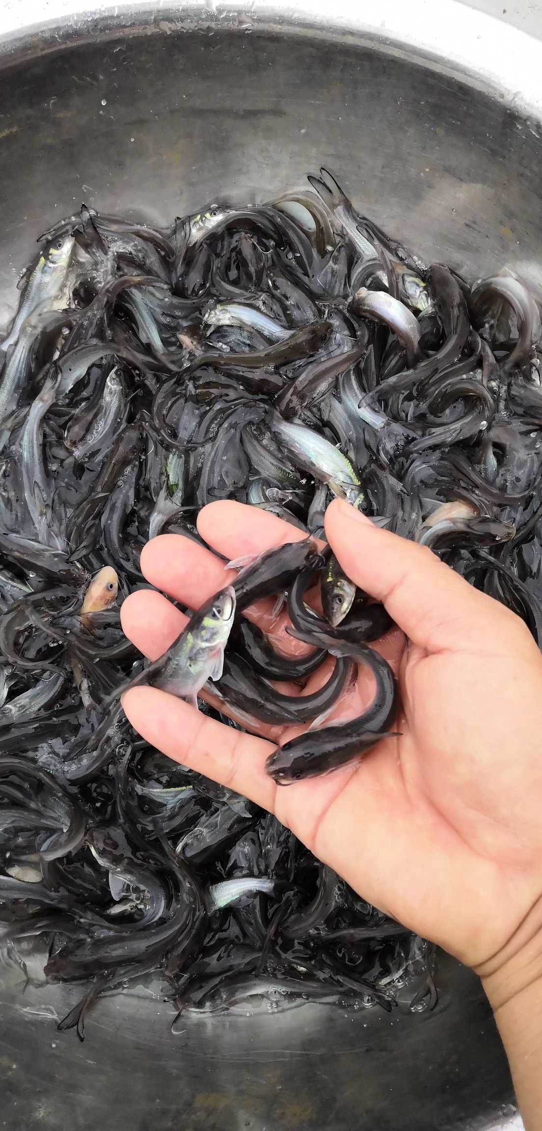 斑点叉尾鮰鱼  大量出售，斑点叉美蛔鱼，有4-5-6公分，50万起0.15元