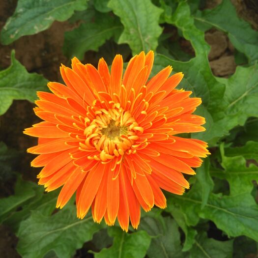 南乐县 非洲菊，太阳花