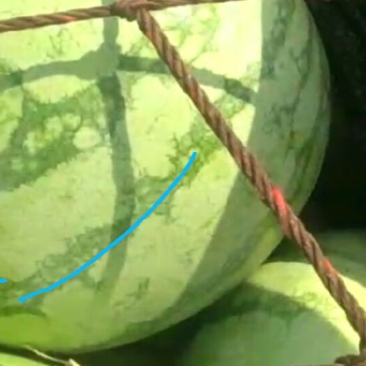 扶沟县金花3号西瓜 现要现送