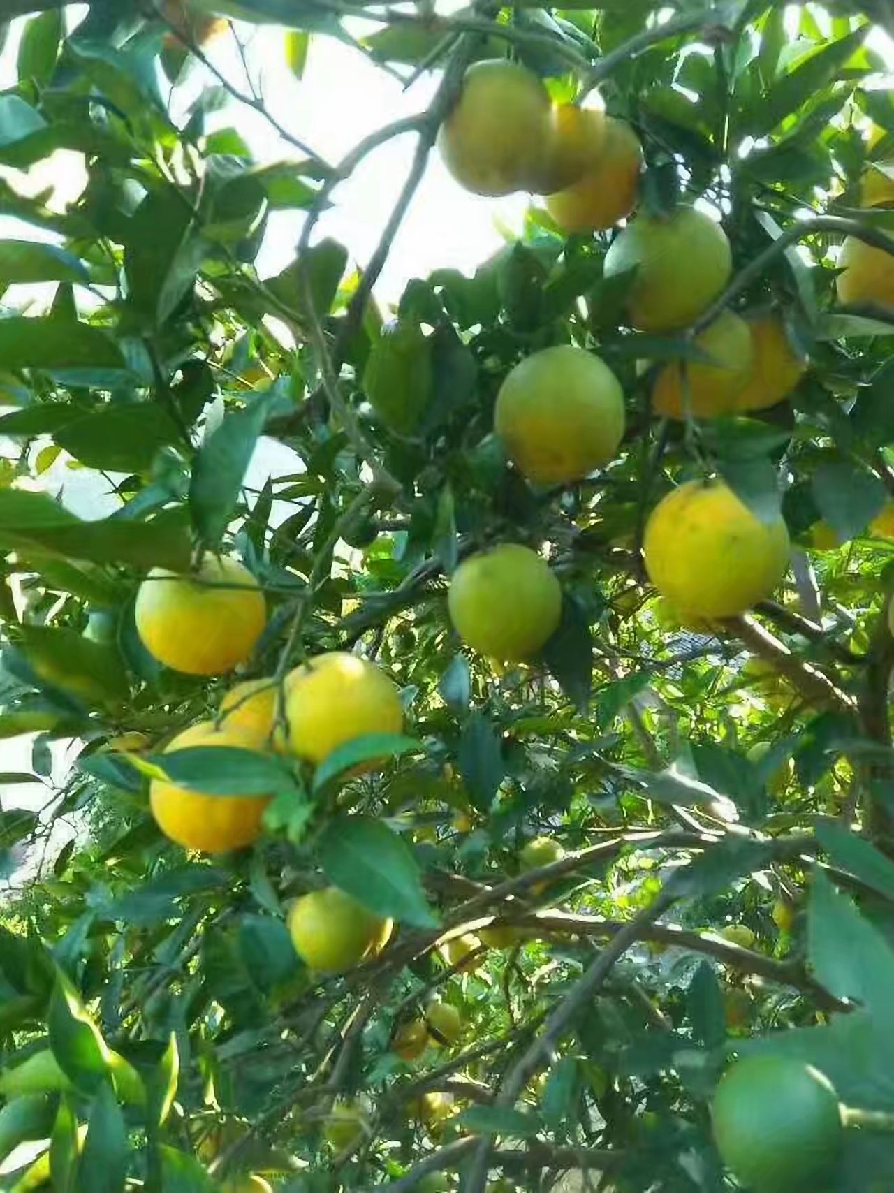  三峡秭归夏橙种植户直销