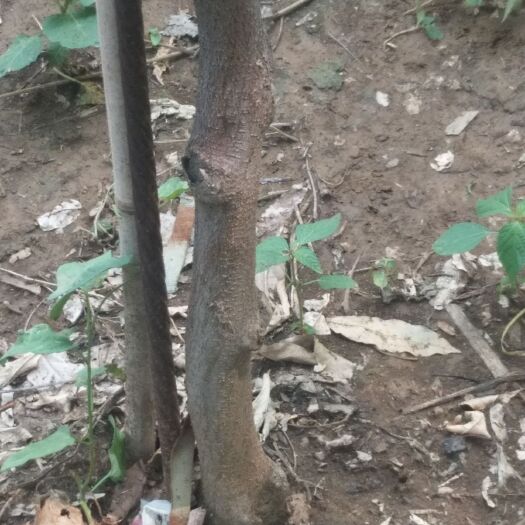 临沂 多花紫藤