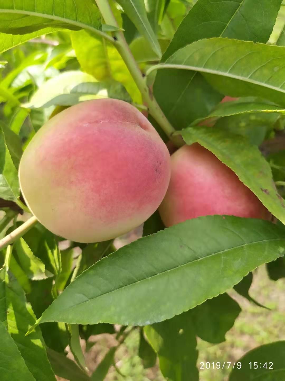 阳山水蜜桃苗 阳山水蜜桃