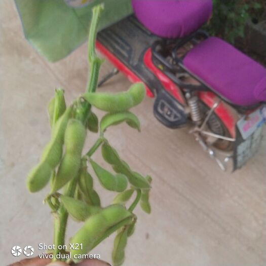 邳州市绿宝石毛豆 18~24克