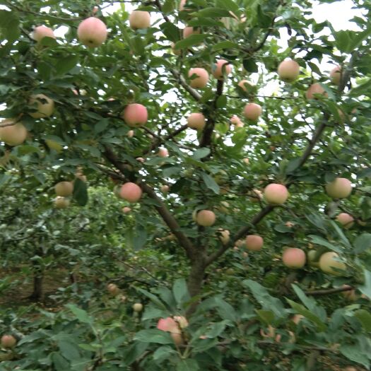 礼泉县嘎啦苹果 65mm以上 片红 纸袋