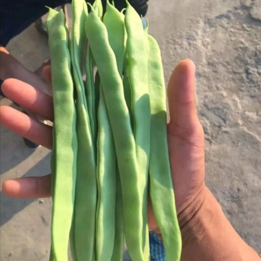 渭源县 现在甘肃扁豆种植户发来图片，收成质量好，欢迎直销武汉蔬菜市场