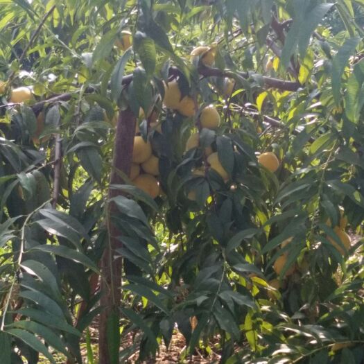 曹县 黄桃   做黄桃罐头  大片黄桃