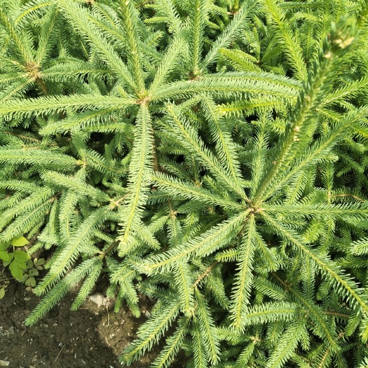 永登县甘肃云杉