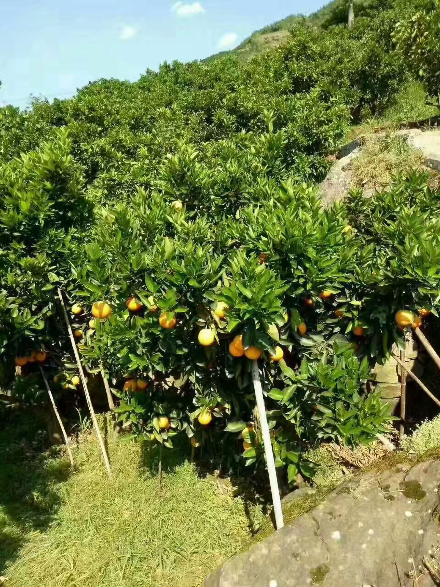  三峡秭归夏橙种植户直销