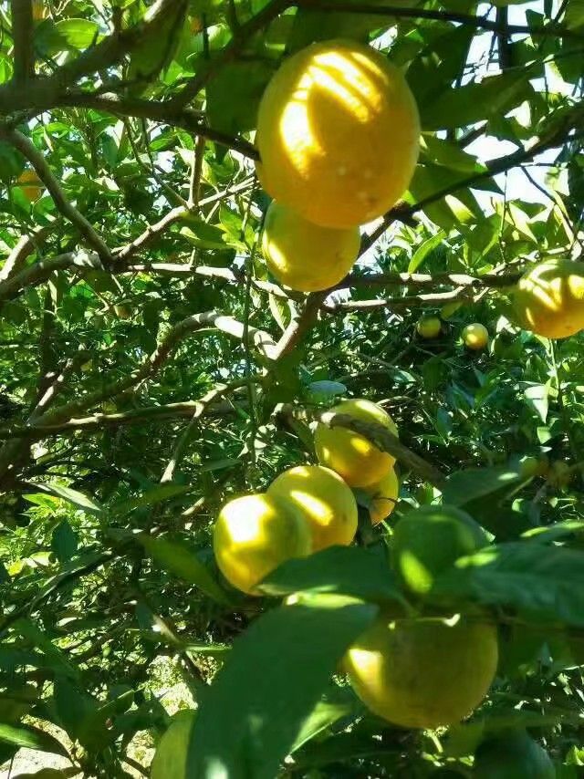  三峡秭归夏橙种植户直销