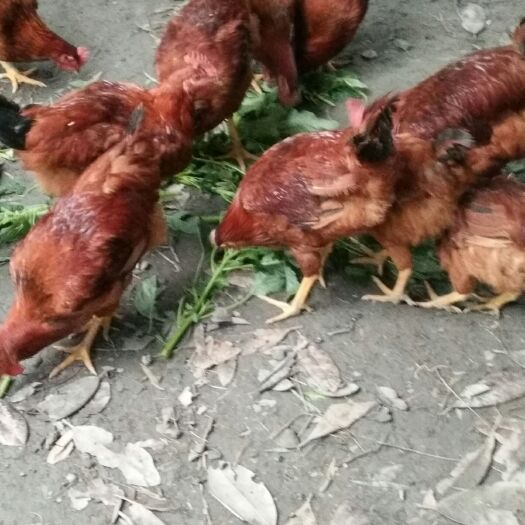 都江堰市素鸡 纯玉米面与麦麸，养殖的粮食鸡，只有八九十只了价格优惠……