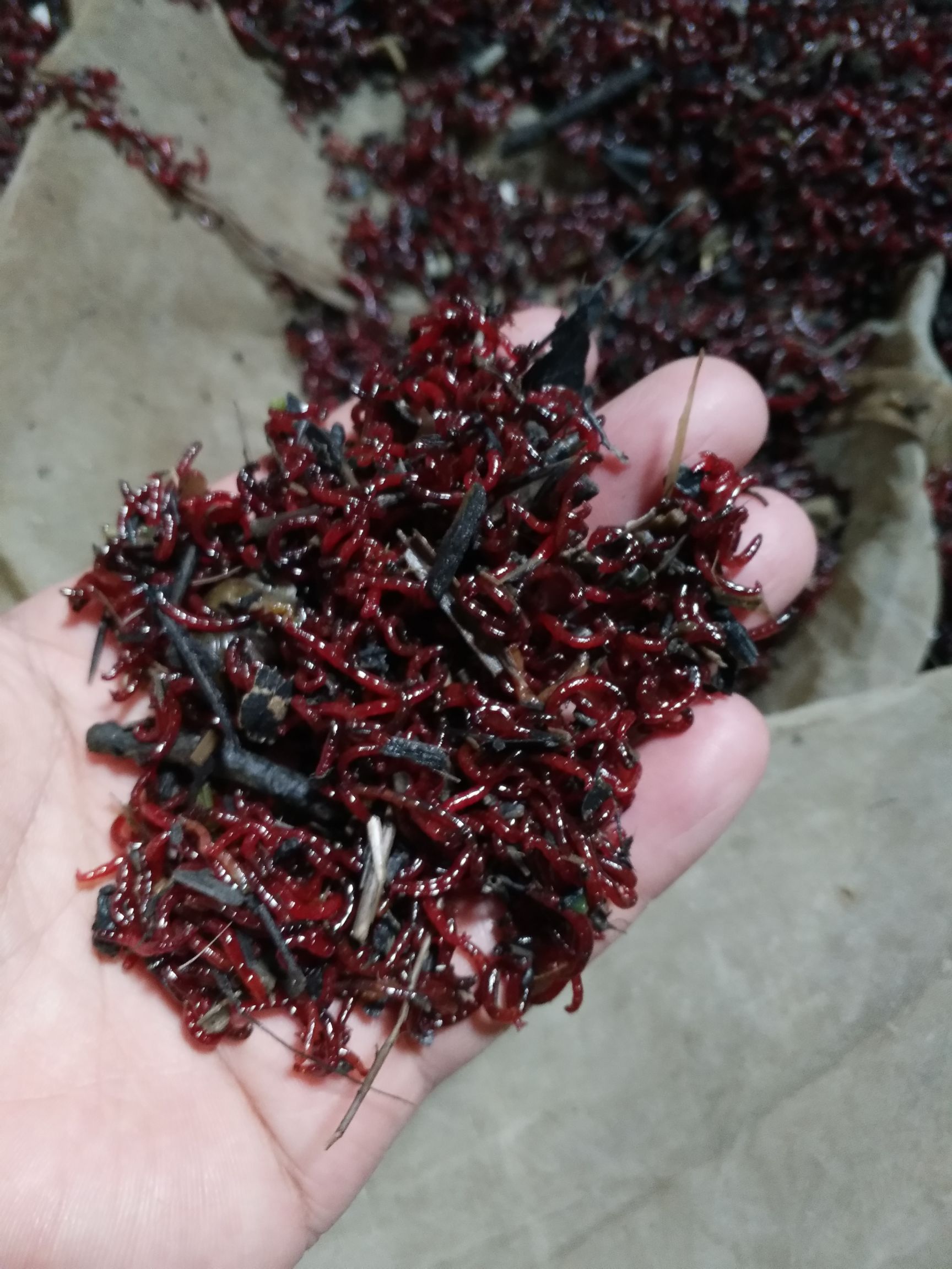 红虫 可长期供应